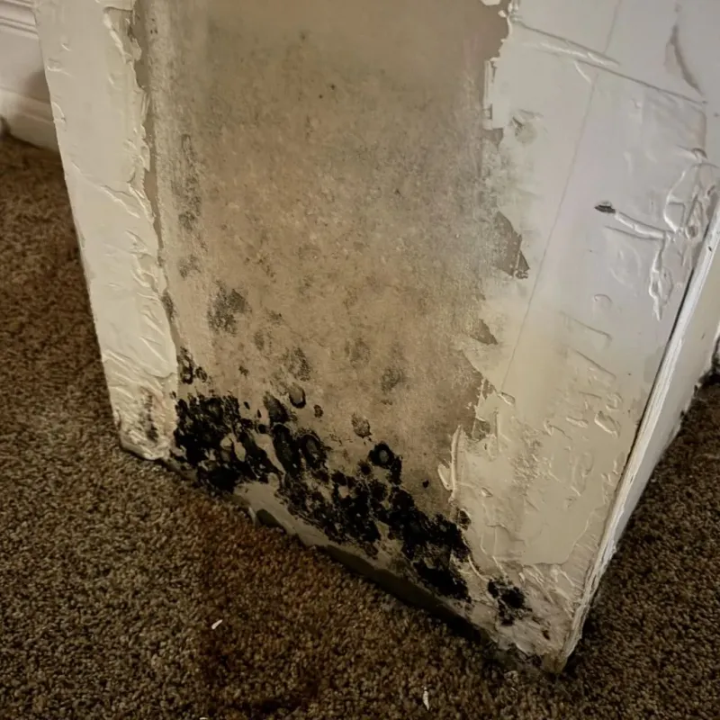 Professional Mold Removal in Stonewall, LA